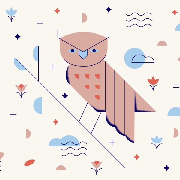 nature guide owl