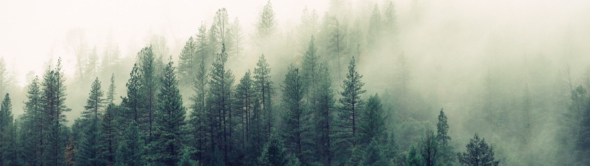 nature articles hero nature articles hero