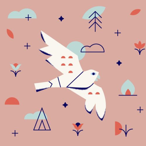 nature guide hawk nature guide hawk