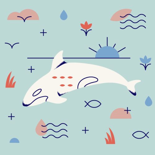 nature guide orca nature guide orca