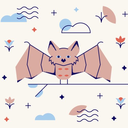 nature guide bat nature guide bat