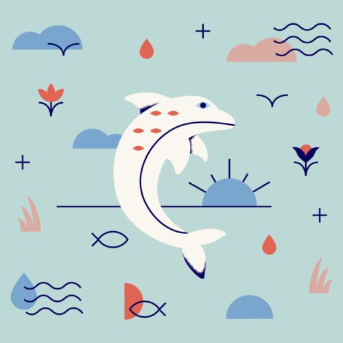 nature guide dolphin nature guide dolphin